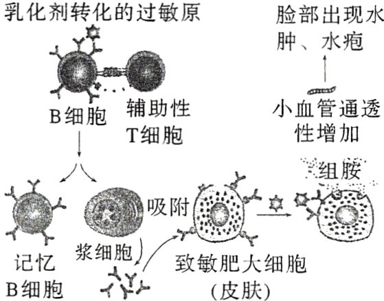 记忆B细胞皮肤