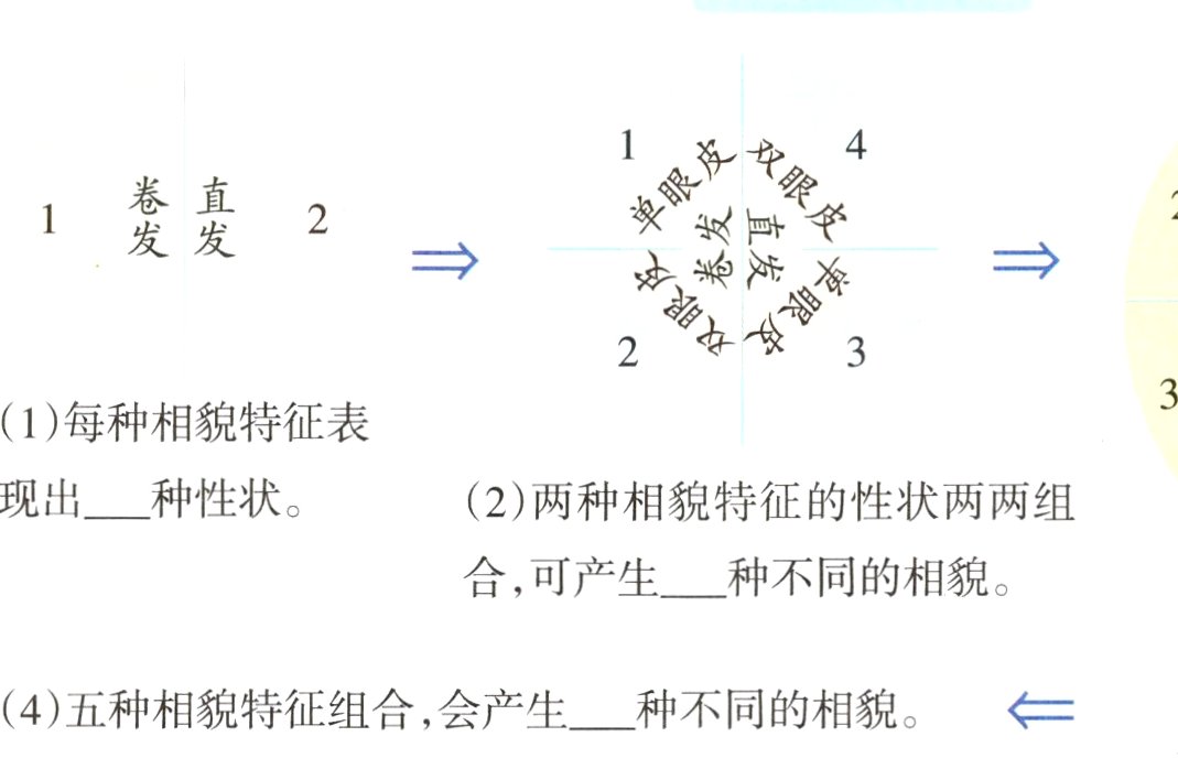 4五种相貌特征组合会产生种不同的相貌