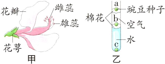 花萼