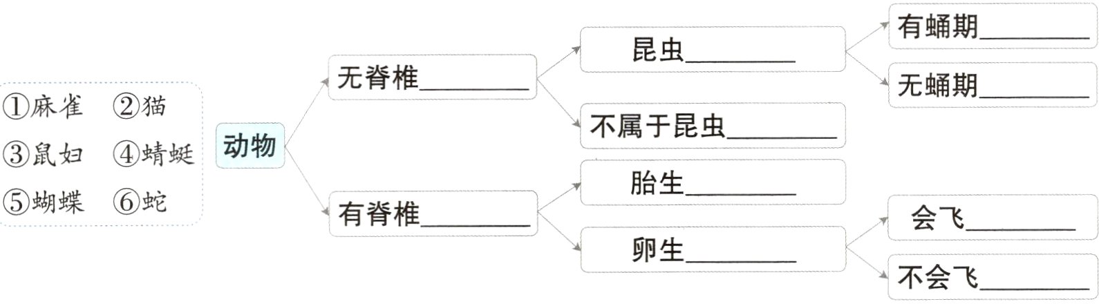 不会飞