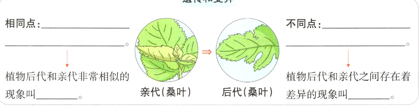 亲代桑叶后代桑叶现象叫差异的现象叫