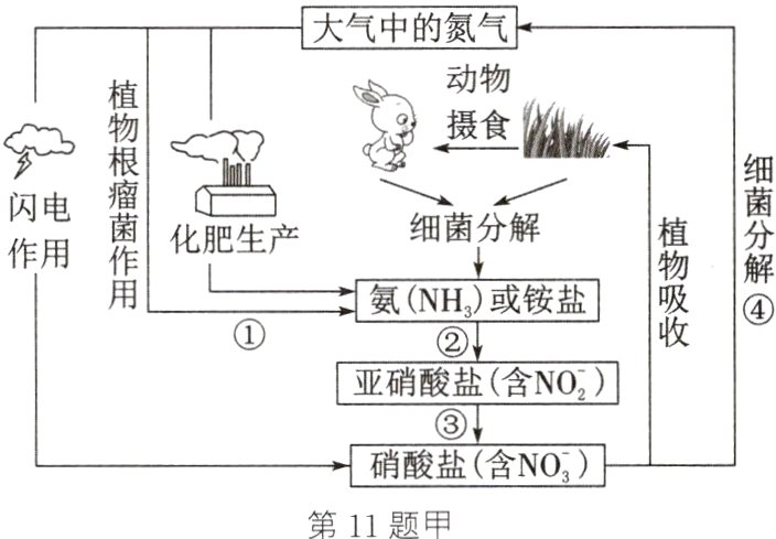 硝酸盐含NO第11题甲