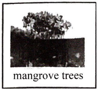 mangrovetrees