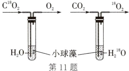 H0巂小球藻H0第11题