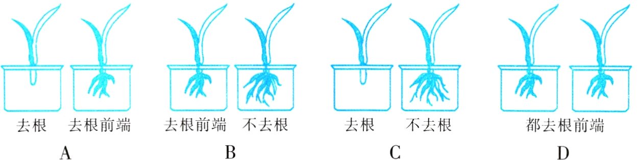 都去根前端