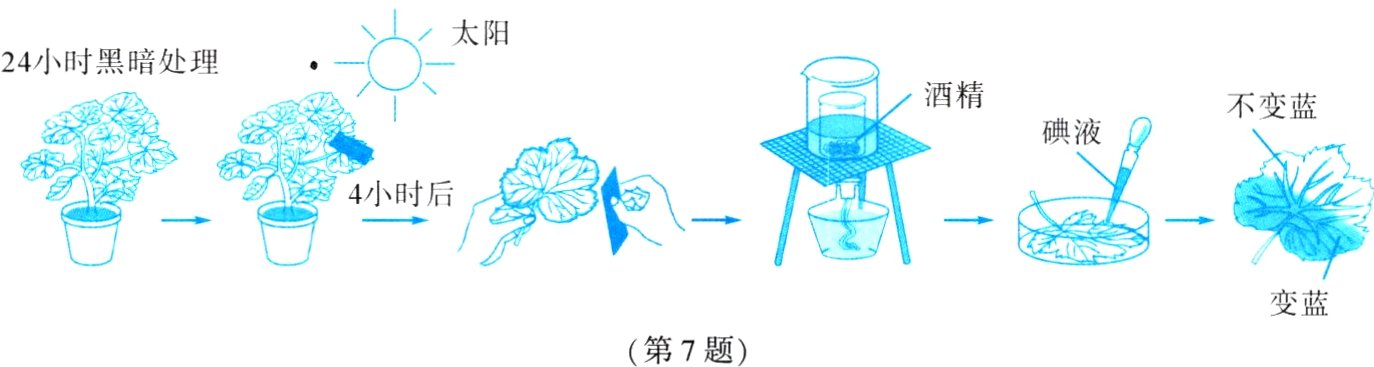 变蓝第7题