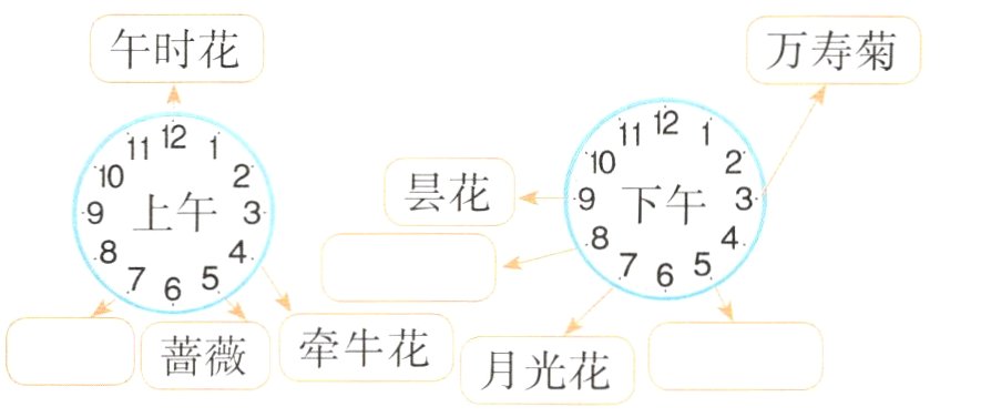 牵牛花蔷薇月光花