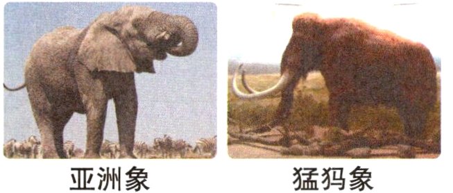 亚洲象猛犸象