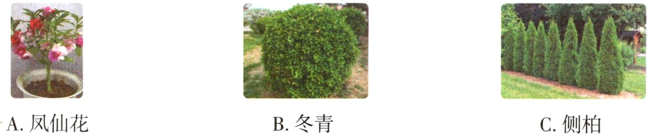 A凤仙花B冬青C侧柏