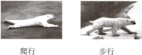 爬行步行