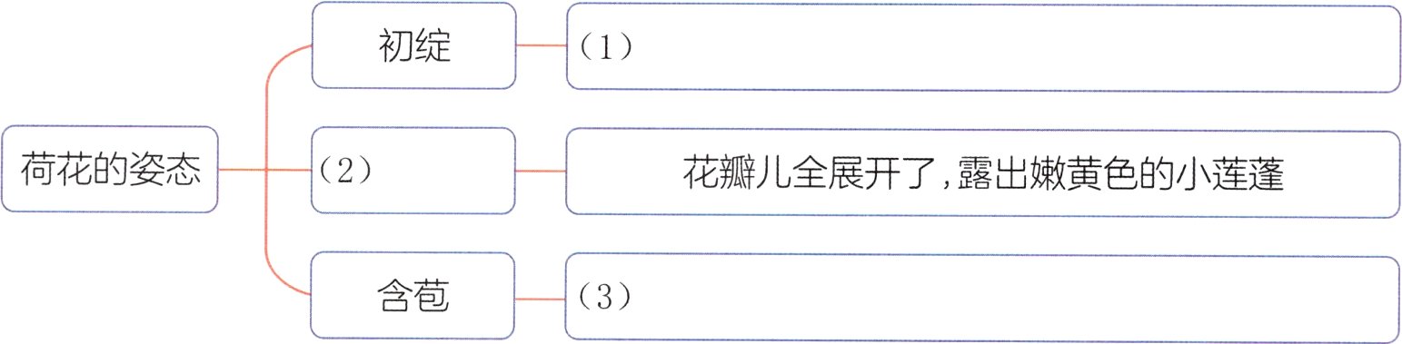 含苞3