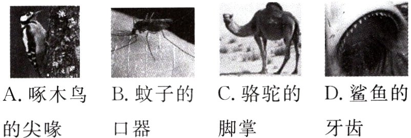 牙齿脚掌口器的尖喙