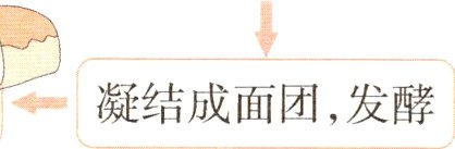 凝结成面团发酵