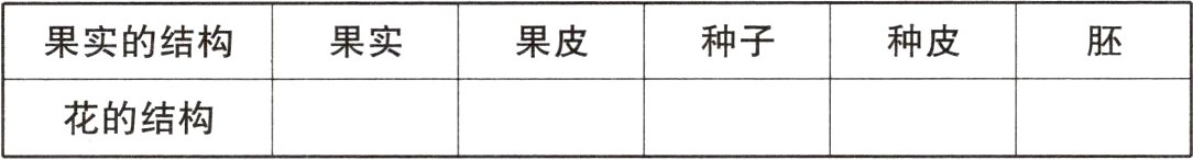 花的结构