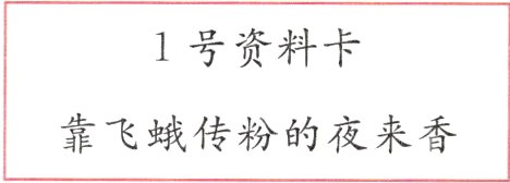 靠飞蛾传粉的夜来香