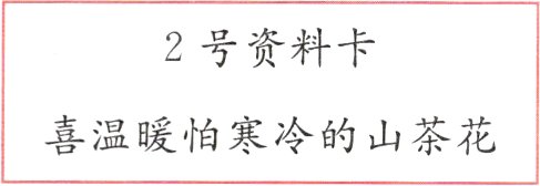 喜温暖怕寒冷的山茶花