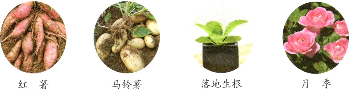 月季落地生根红薯马铃薯