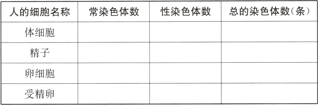 受精卵
