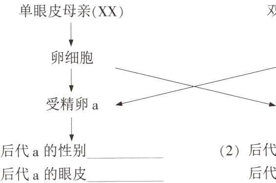 后代a的性别2后代a的眼皮