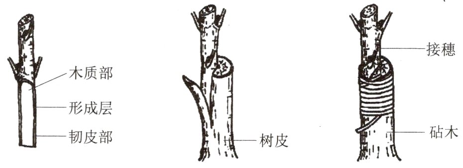 韧皮部树皮