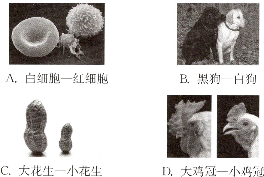 C大花生一小花生D大鸡冠一小鸡冠
