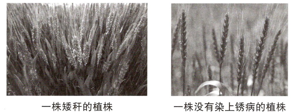一株矮秆的植株一株没有染上锈病的植株