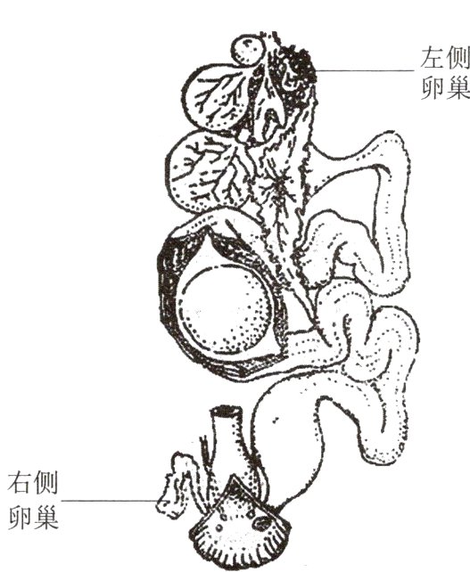 卵巢