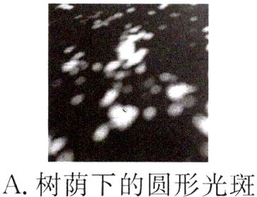 A树荫下的圆形光斑