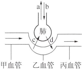 甲血管乙血管丙血管