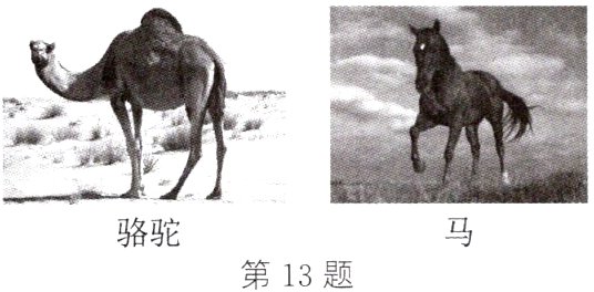 骆驼第13题