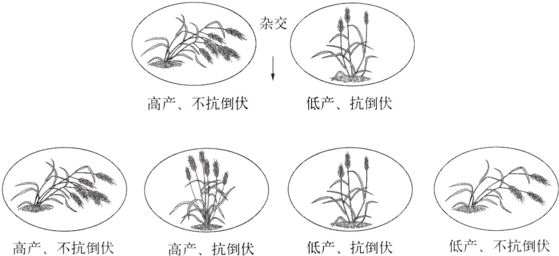 Aa低产不抗倒伏低产抗倒伏高产不抗倒伏高产抗倒伏