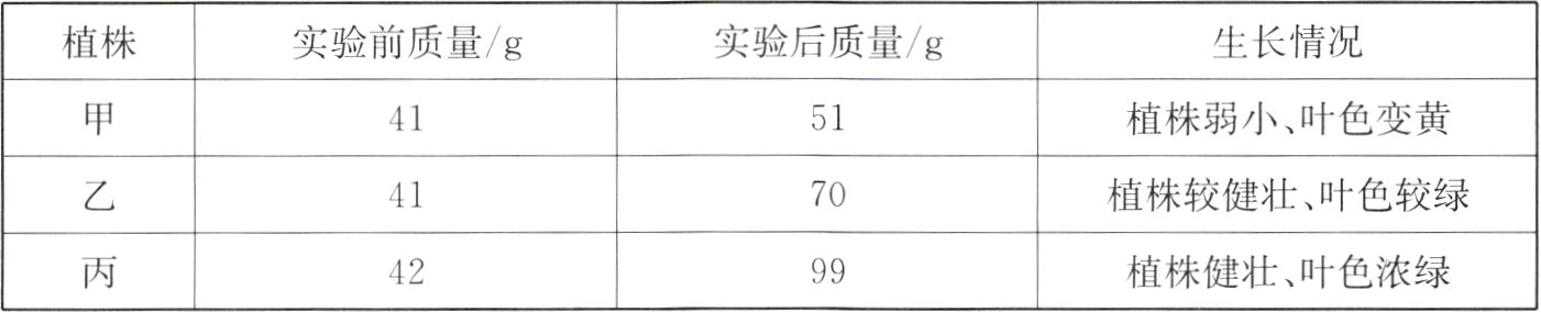 植株健壮叶色浓绿9942