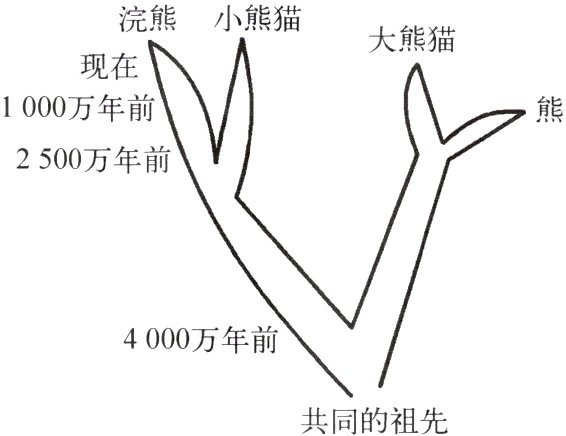 共同的祖先