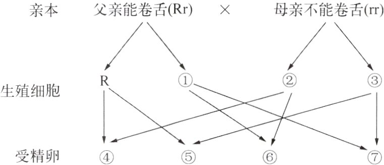 受精卵