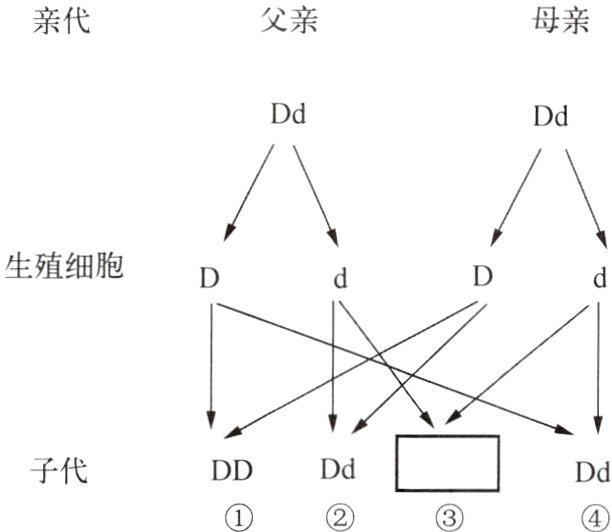 DDDd子代Dd