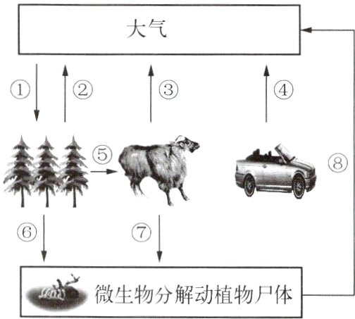 微生物分解动植物尸体