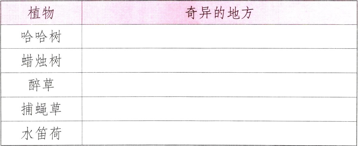水笛荷