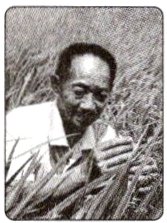 不出水稻要实践