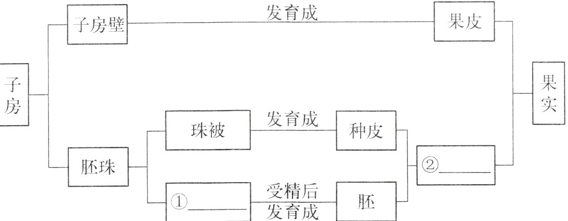 受精后发育成
