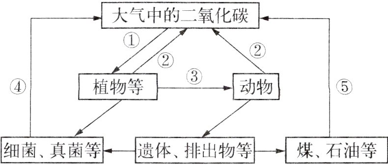 细菌真菌等遗体排出物等煤石油等