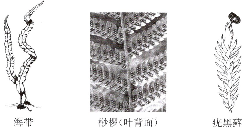 海带桫椤叶背面疣黑藓