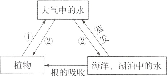 植物海洋湖泊中的水根的吸收