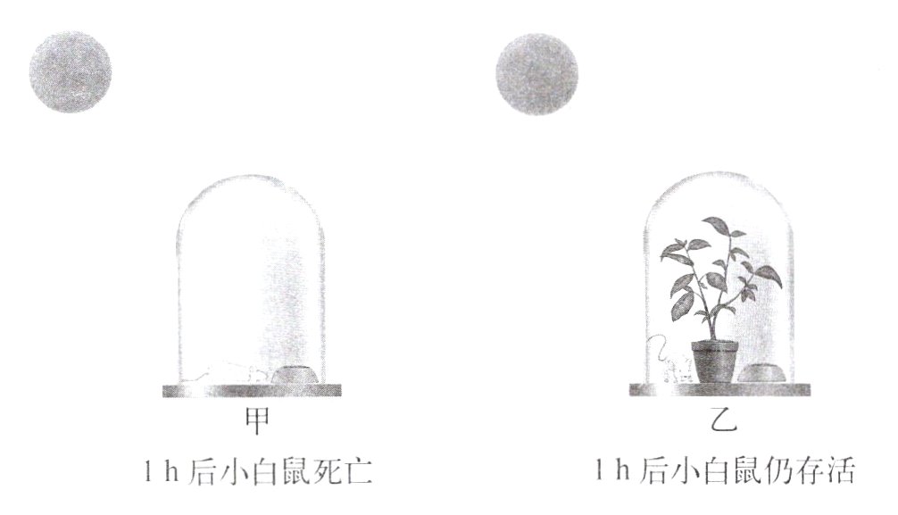 1h后小臼鼠仍存活1h后小白鼠死亡
