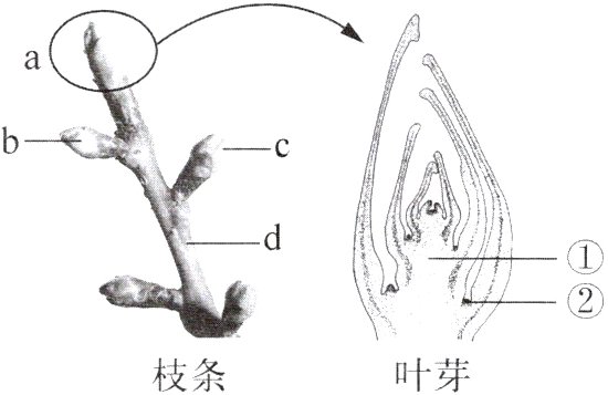 枝条叶芽
