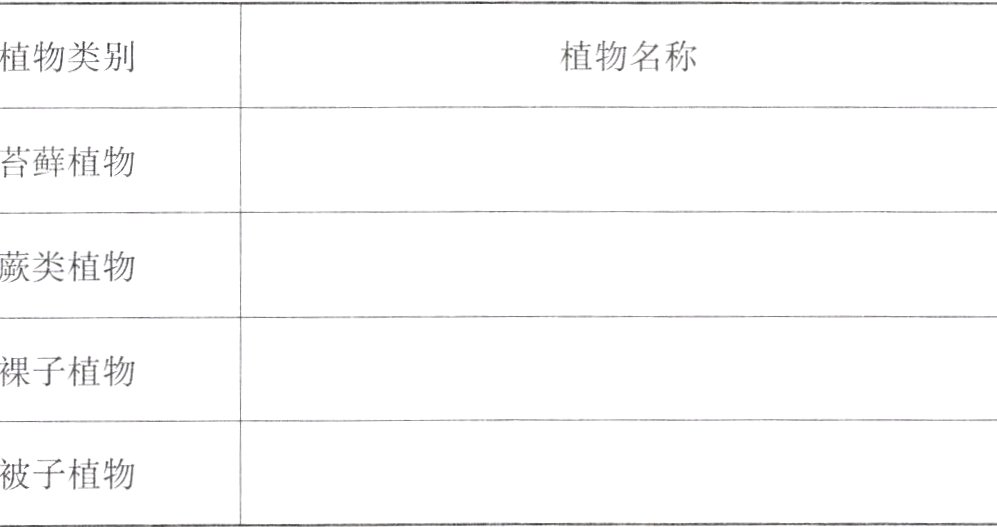被子植物