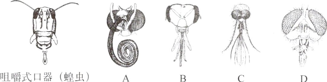 咀嚼式口器蝗虫