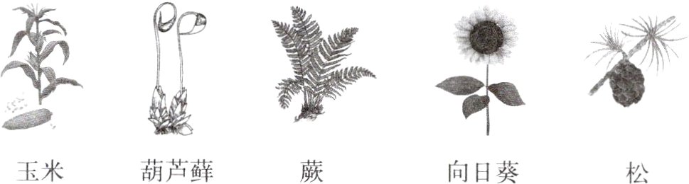 葫芦藓玉米向日葵