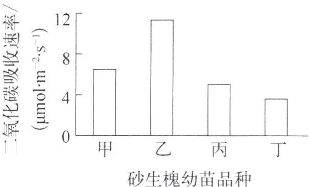 砂生槐幼苗品种