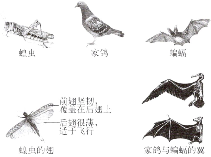 蝗虫的翅家鸽与蝙蝠的翼