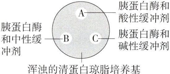 浑浊的清蛋白琼脂培养基